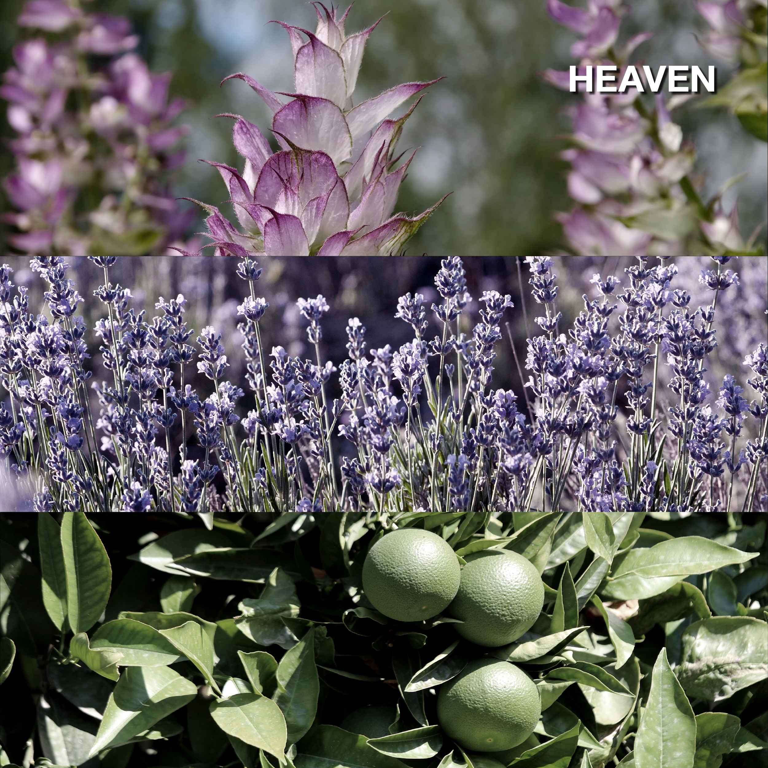 Karmakamet Aromatherapy Pure Essential Oil - Blended